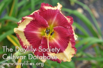 Daylily Jewel of Jewels